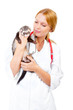 Young veterinarian examines a patient ferret Young veterinarian examines a patient ferret