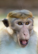 Photo: Portrait of Ceylon macaque closeup Portrait of Ceylon macaque closeup