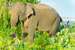 Photo: adult male Indian elephant in the wild adult male Indian elephant in the wild