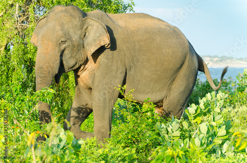Photo: adult male Indian elephant in the wild adult male Indian elephant in the wild