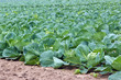 cabbage field