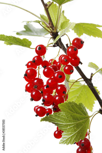Photo: Redcurrant Redcurrant
