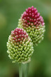 Zierlauch Blüte