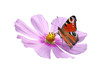 Pfauenauge auf Cosmea freigestellt