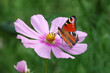 Pfauenauge auf Cosmea