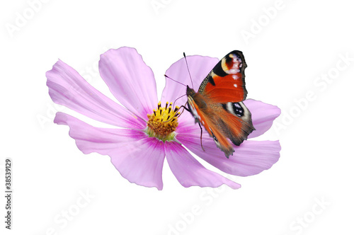 Foto: Pfauenauge auf Cosmea freigestellt Pfauenauge auf Cosmea freigestellt