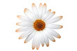 Kapkörbchen Blüte freigestellt