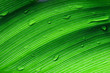 Beautiful green leaf with drops of water Beautiful green leaf with drops of water