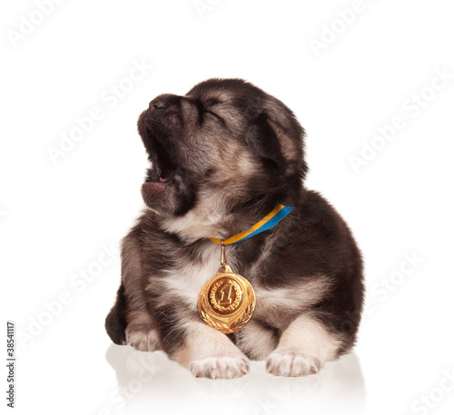 Photo: Cute puppy Cute puppy