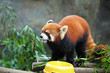 red panda