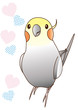 オカメインコ ノーマル