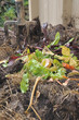 compost compost