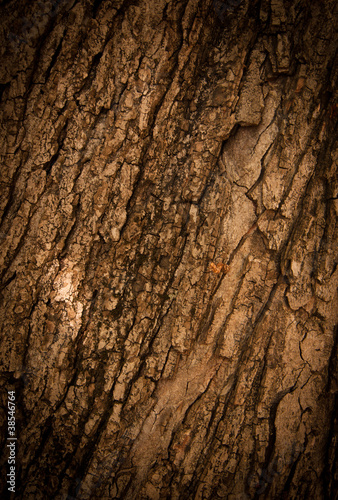Photo: Bark of Oak Tree Bark of Oak Tree
