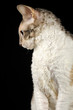 Portrait of Calico Cornish Rex Cat on Black Background