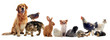 animaux de compagnie