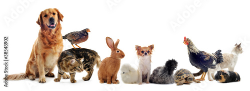 Photo: animaux de compagnie animaux de compagnie