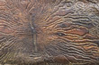 Larvengänge des Borkenkäfers (Scolytinae)