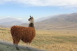 Ruta del Vino (Lama)