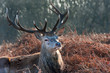 Red deer stag portrait in Autumn Fall Winter forest landscape