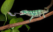 Foto: Chameleon catches cricket Chameleon catches cricket