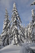 Snowy trees
