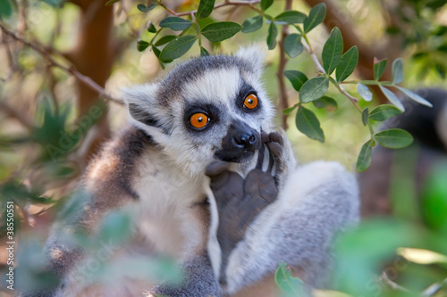 Photo: Ring-tailed lemur (Lemur catta) Ring-tailed lemur (Lemur catta)