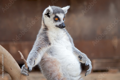 Photo: Ring-tailed lemur (Lemur catta) Ring-tailed lemur (Lemur catta)