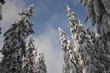 Snowy trees