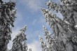 Snowy trees