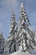 Snowy trees