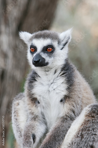 Photo: Ring-tailed lemur (Lemur catta) Ring-tailed lemur (Lemur catta)