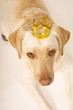 Hund mit Krone