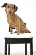 Dog on a chair cushion