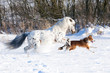 Appaloosa pony and border collie runs gallop in winter