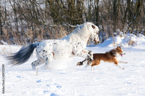 Foto: Appaloosa pony and border collie runs gallop in winter Appaloosa pony and border collie runs gallop in winter