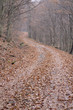 way in autumn forest