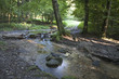 forest creek