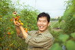 middle age asian farmer holding tomato on his farm middle age asian farmer holding tomato on his farm