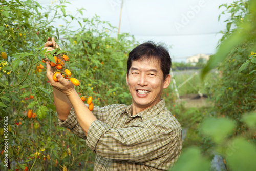 Photo: middle age asian farmer holding tomato on his farm middle age asian farmer holding tomato on his farm