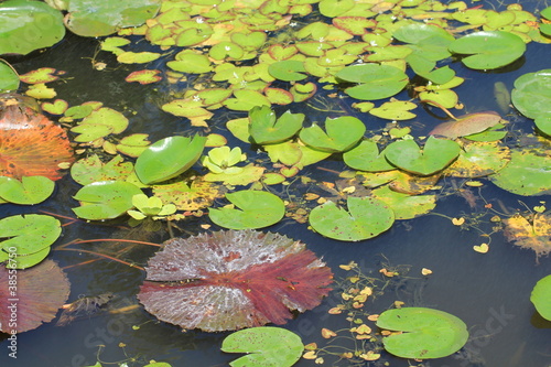 Photo: water garden water garden