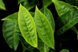 Green tea leaves