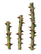 spine di rosa