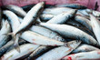 fish catch fish catch