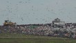Video: Landfill site in action using machinery with birds flying around Landfill site in action using machinery with birds flying around