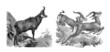 Antelopes