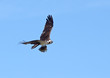 Osprey Flying with a Fish