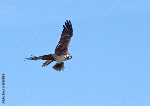 Photo: Osprey Flying with a Fish Osprey Flying with a Fish