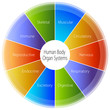 Human Body Organ Systems Chart