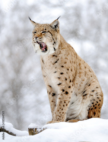 Photo: Lynx in winter Lynx in winter