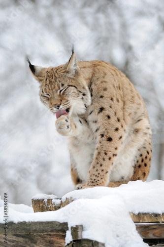 Photo: Lynx in winter Lynx in winter